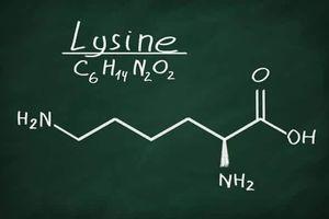 Незамінна амінокислота - лізин. Користь для організму.